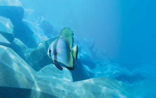 bio diversite bio diversite